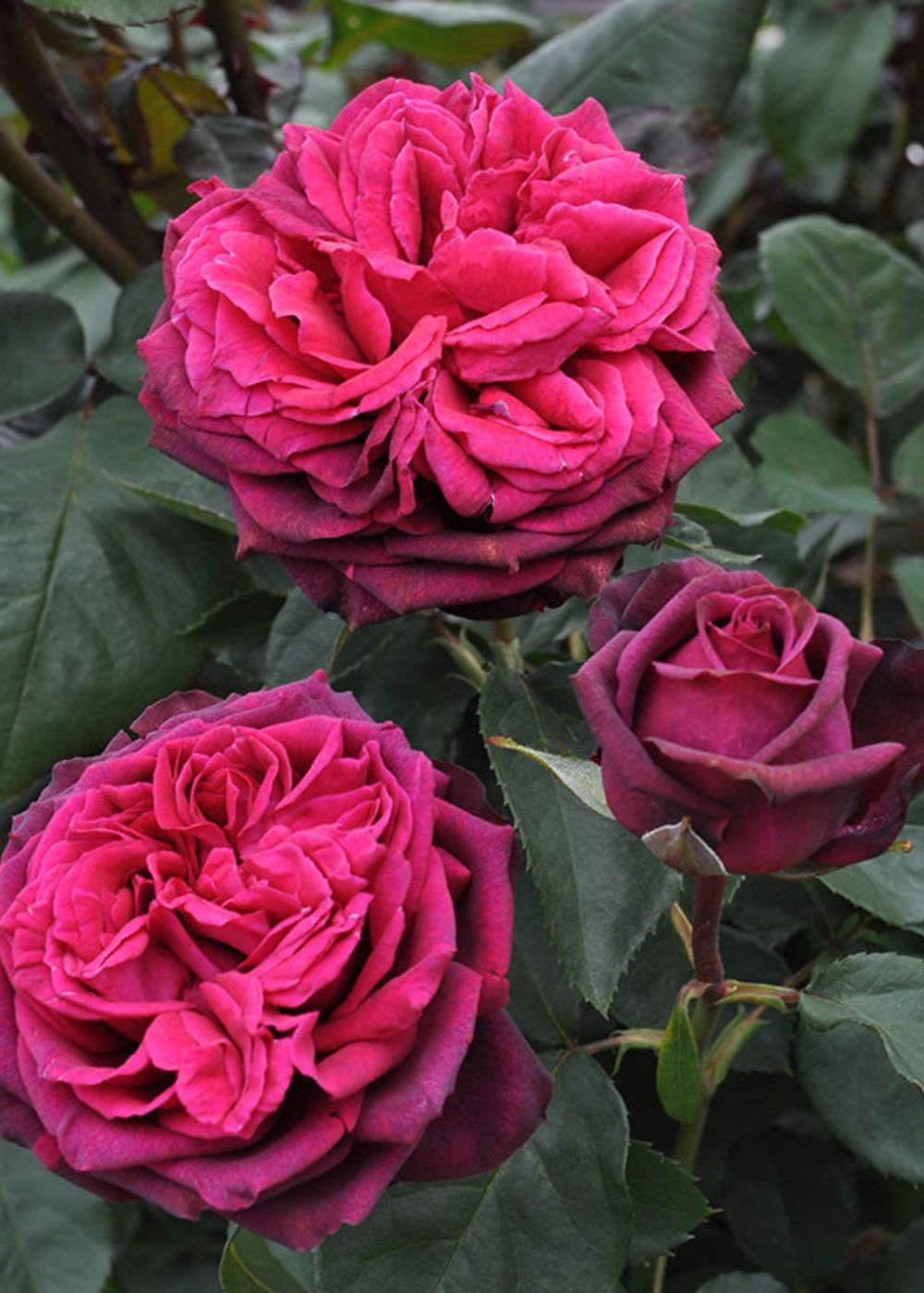 Parfuma® Dark Desire™ Rose Bare Root (Archived) - Menagerie Farm & Flower