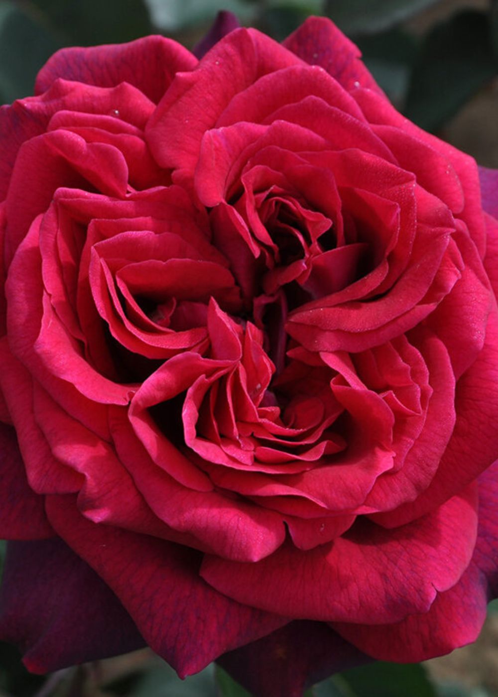 Parfuma® Dark Desire™ Rose Bare Root (Archived) - Menagerie Farm &amp; Flower
