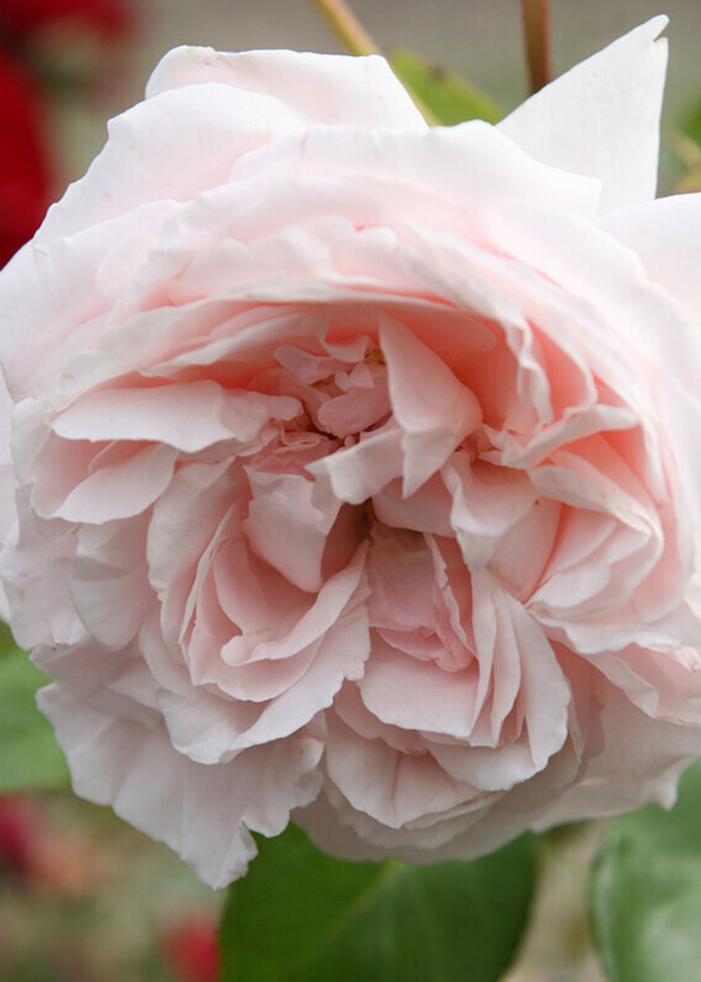 Parfuma® First Crush™ Rose Bare Root - Menagerie Farm &amp; Flower