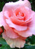 Paris D'Yves St. Laurent Rose Bare Root (Archived) - Menagerie Farm & Flower