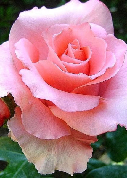Paris D'Yves St. Laurent Bare Root Rose - Menagerie Farm & Flower