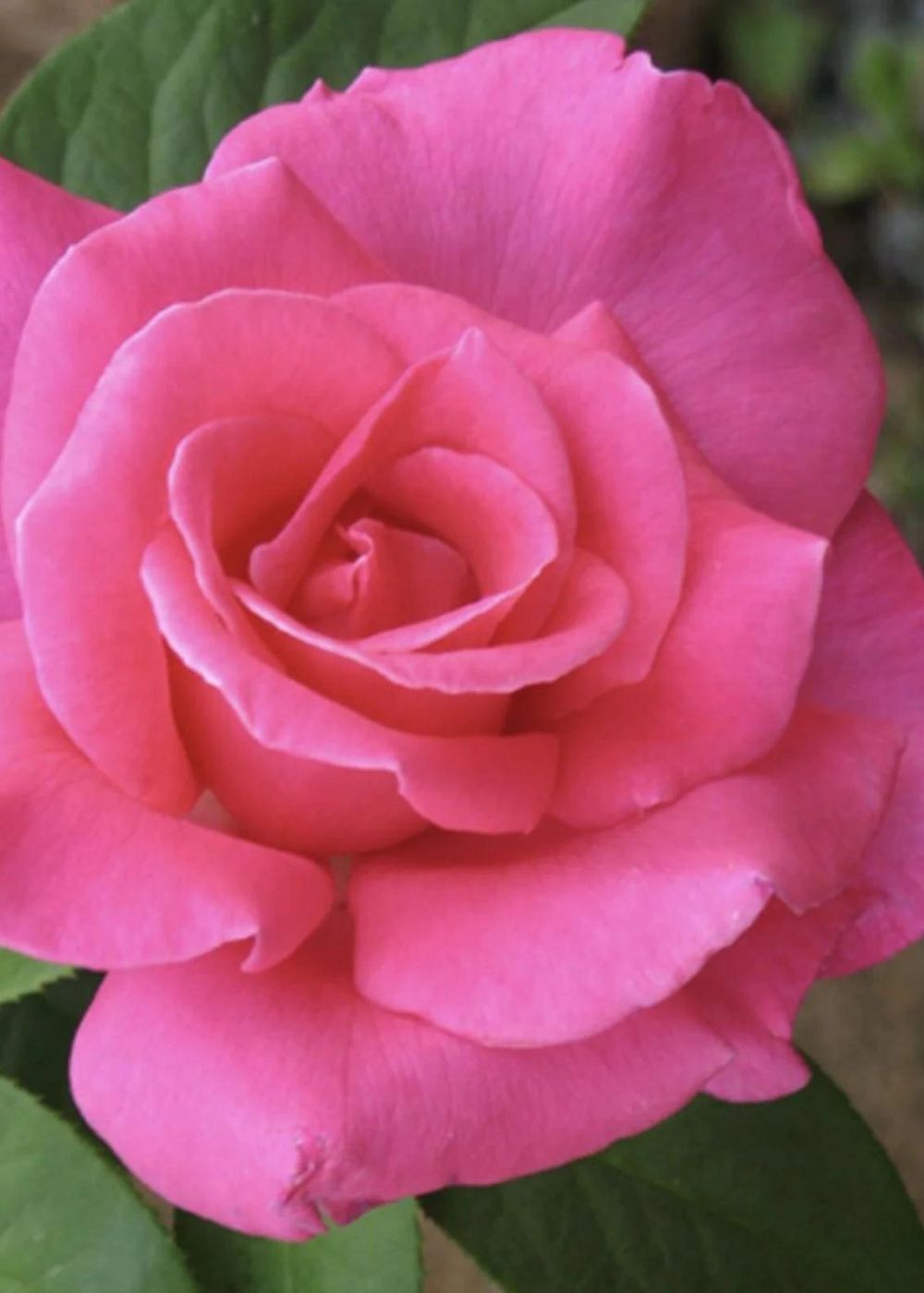 Perfume Delight™ Bare Root Rose - Menagerie Farm &amp; Flower