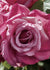 Perfume Factory™ Rose Potted (Archived) - Menagerie Farm & Flower