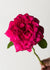 Peter Mayle™ Rose Bare Root - Menagerie Farm & Flower