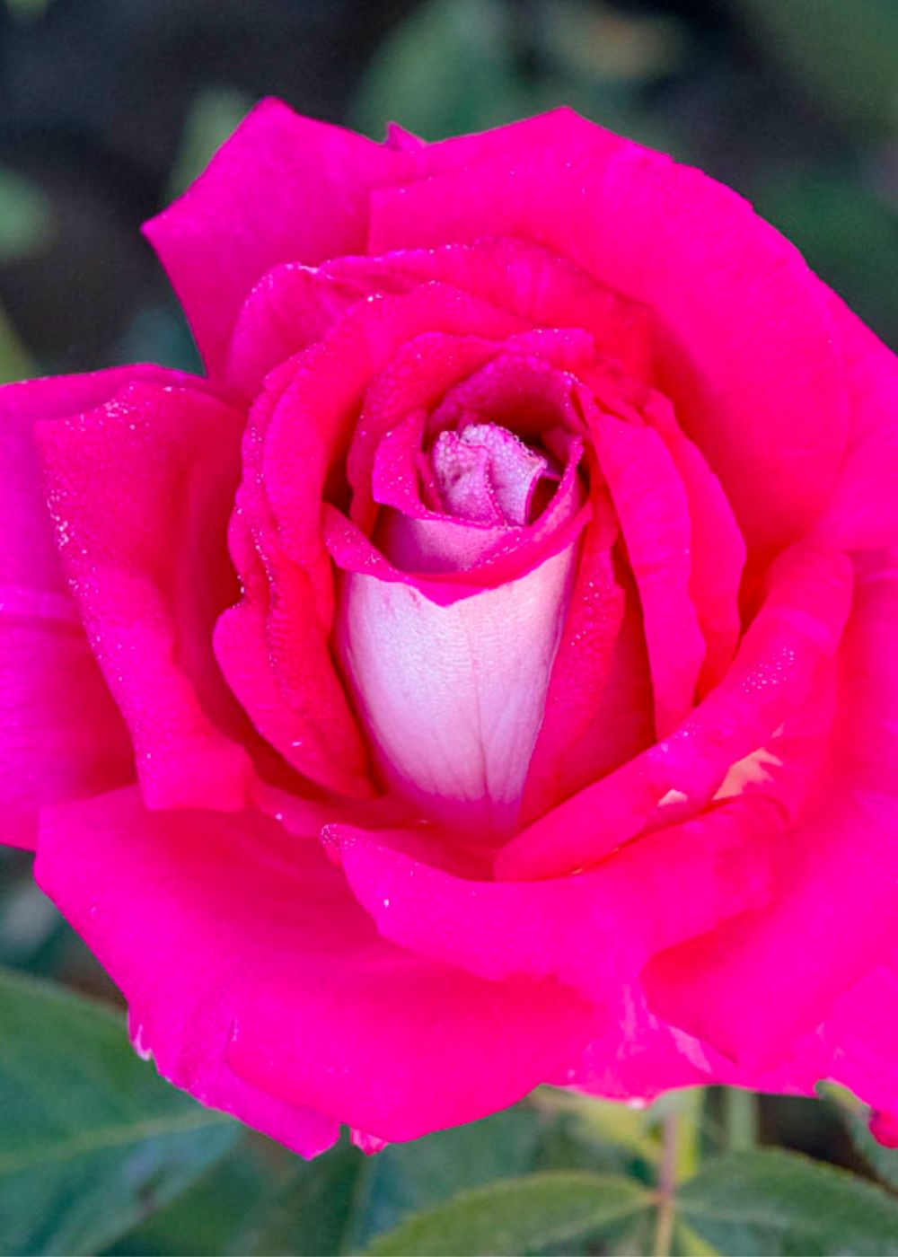 Picture Perfect™ Bare Root Rose - Menagerie Farm & Flower