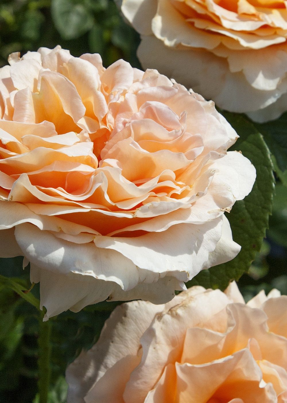 Polka™ Climbing Rose Bare Root - Menagerie Farm &amp; Flower