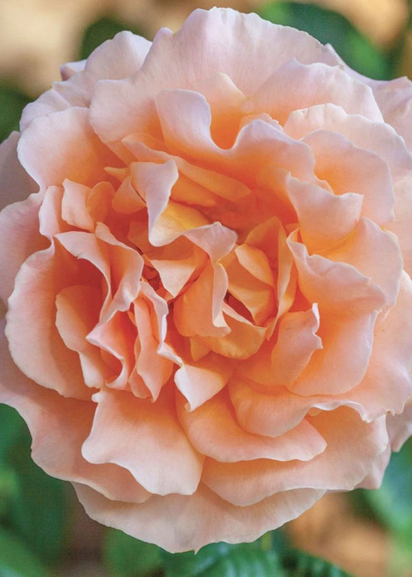 Bare Root Roses In Peach + Copper Shades- Garden Roses with Warm and ...