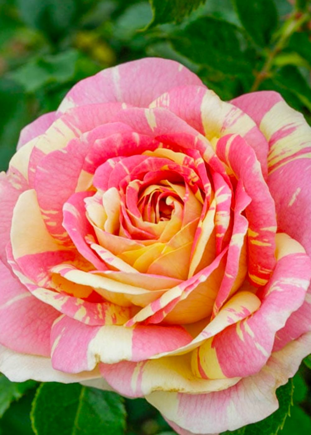 Potted Roses In Multi + Taupe Shades - Elevate Your Garden