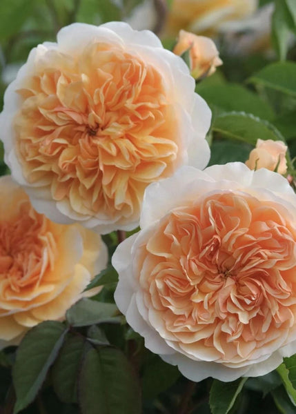 port-sunlight-rose-bare-root-