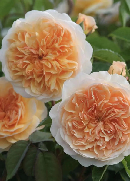 Port Sunlight David Austin Potted Rose - Menagerie Farm & Flower