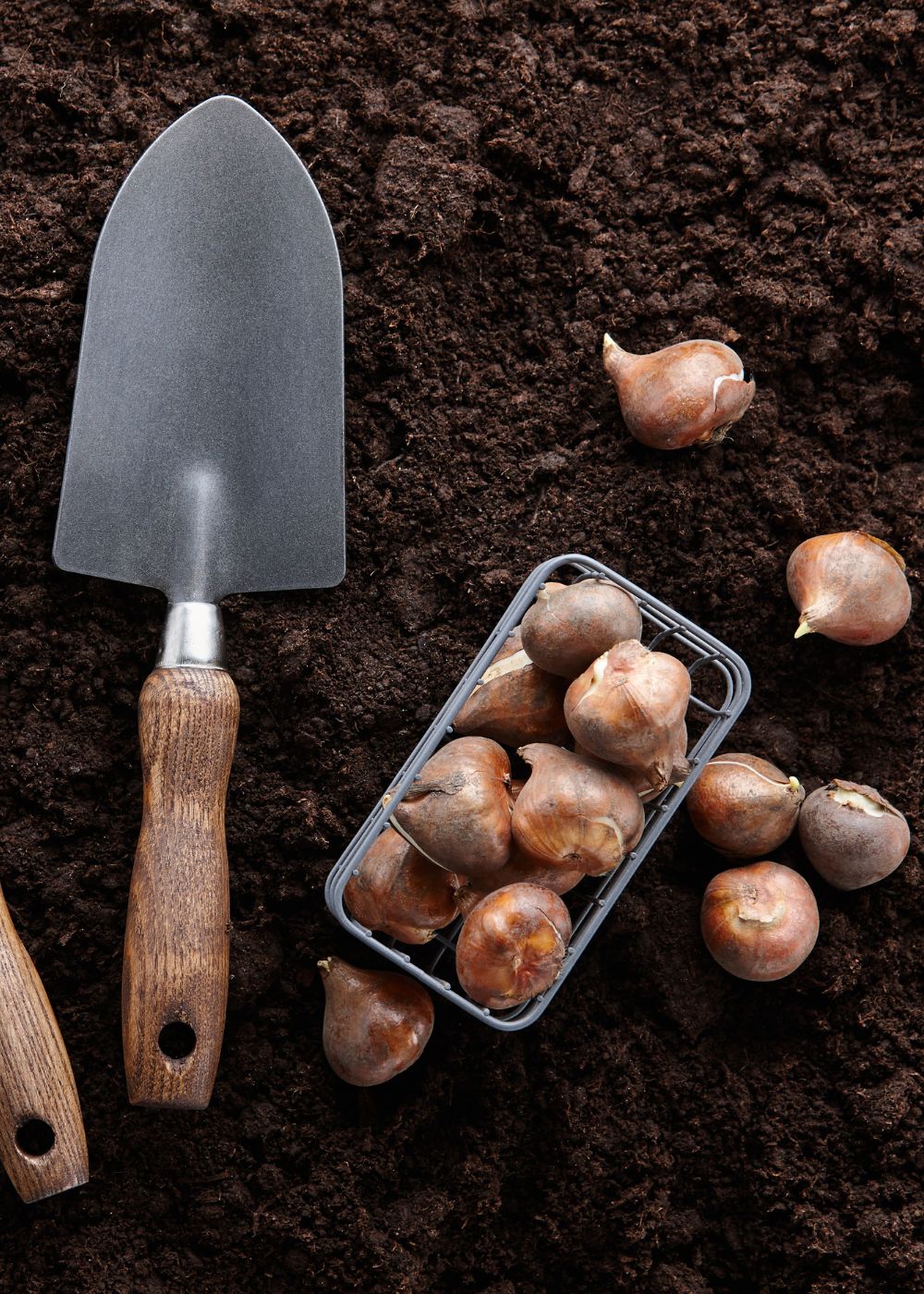 Pre-Cooled Akebono Tulip Bulbs - Menagerie Farm & Flower