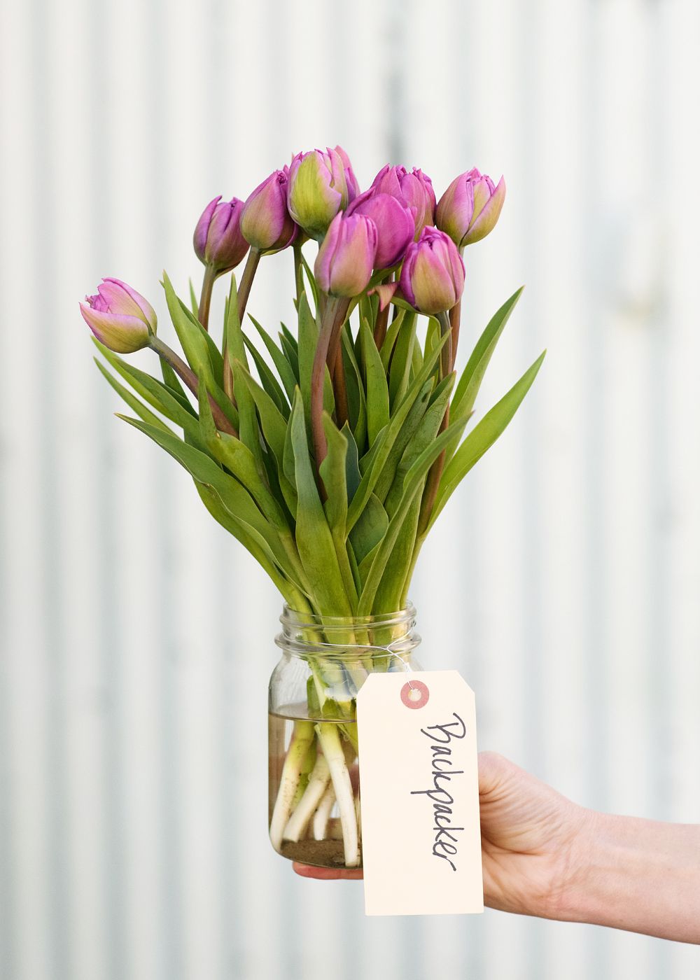 Pre-Cooled Backpacker Tulip Bulbs - Menagerie Farm &amp; Flower