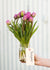 Pre-Cooled Backpacker Tulip Bulbs - Menagerie Farm & Flower