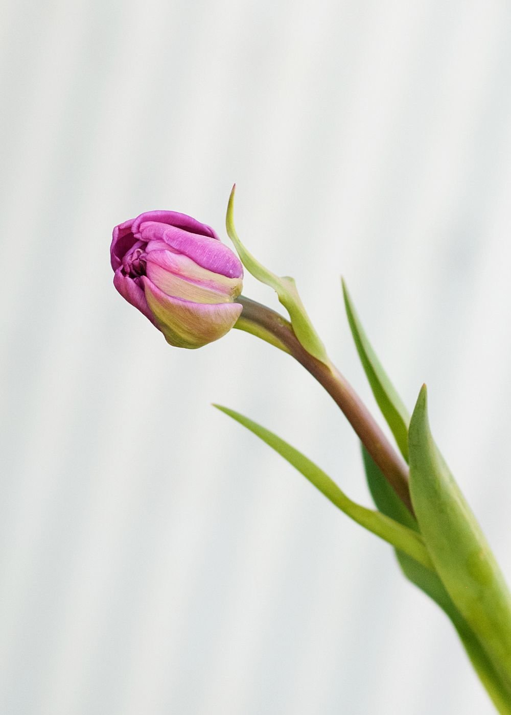 Pre-Cooled Backpacker Tulip Bulbs - Menagerie Farm &amp; Flower