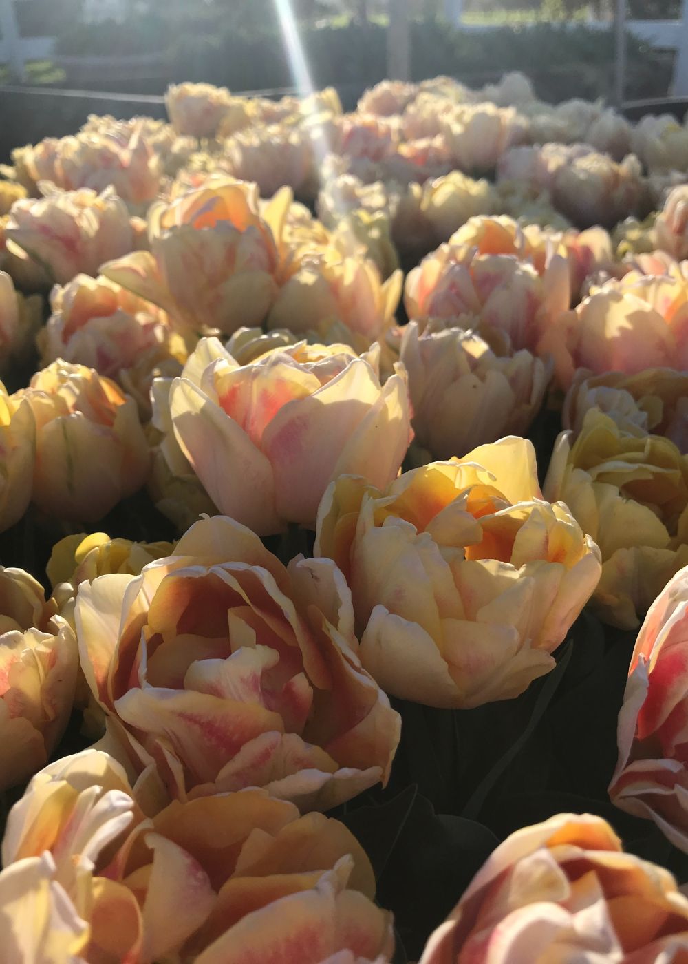 Pre-Cooled Charming Beauty Tulip Bulbs - Menagerie Farm &amp; Flower