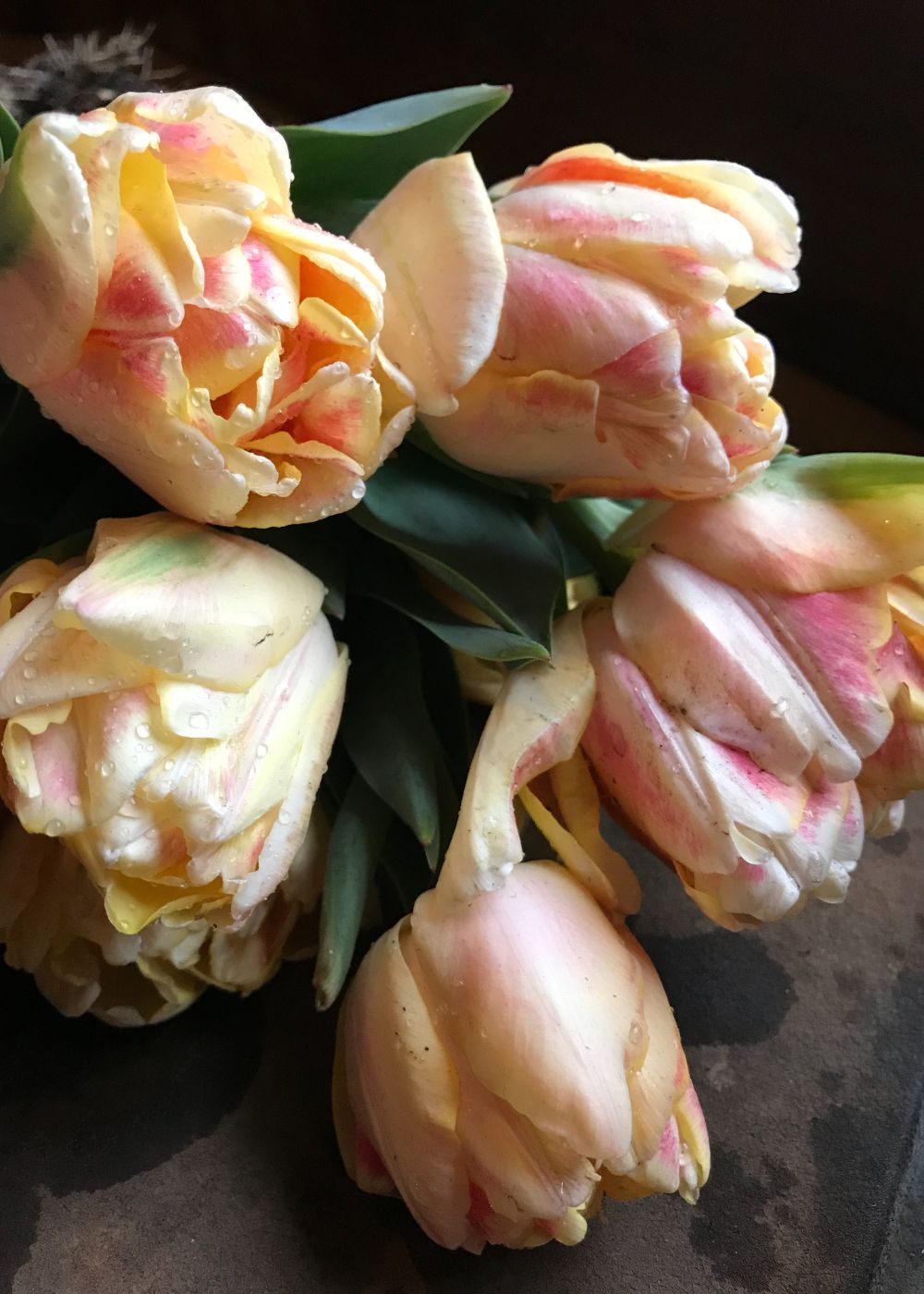 Pre-Cooled Charming Beauty Tulip Bulbs - Menagerie Farm & Flower