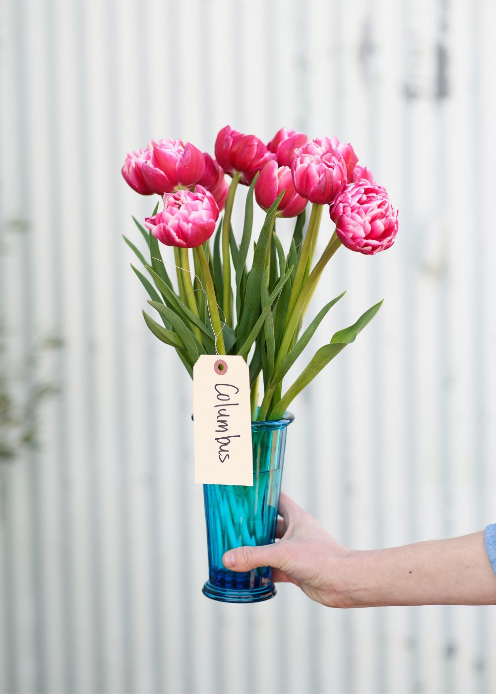 Pre-Cooled Columbus Tulip Bulbs - Menagerie Farm & Flower