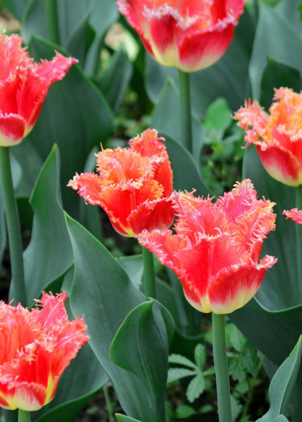 Pre-Cooled Joint Division Tulip Bulbs - Menagerie Farm &amp; Flower