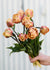 Pre-Cooled La Belle Epoque Tulip Bulbs - Menagerie Farm & Flower