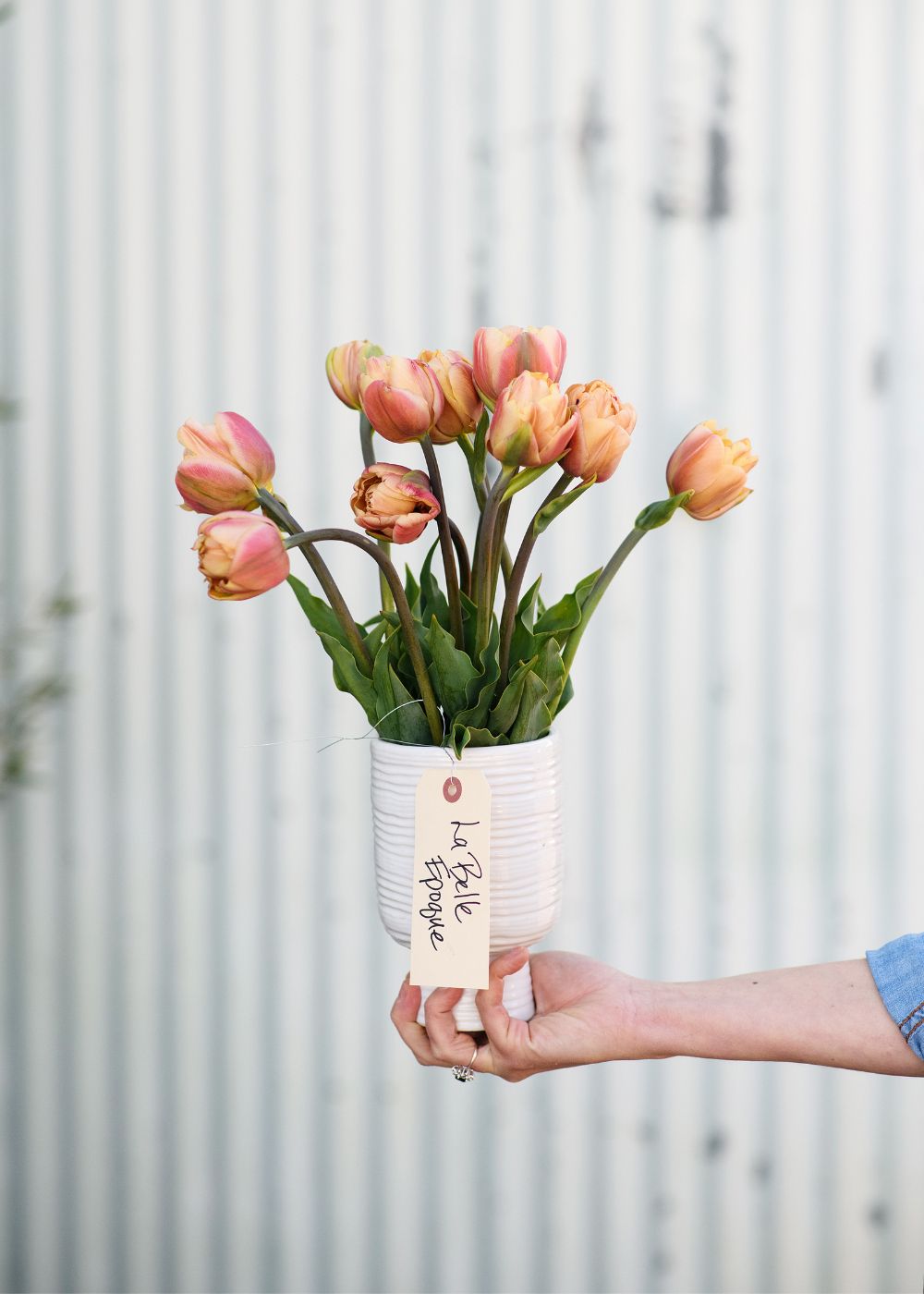 Pre-Cooled La Belle Epoque Tulip Bulbs - Menagerie Farm &amp; Flower