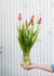 Pre-Cooled Menton Tulip Bulbs - Menagerie Farm & Flower