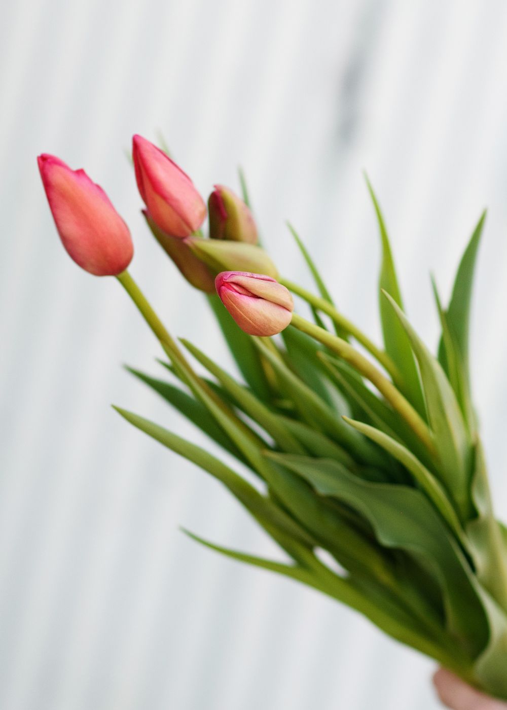 Pre-Cooled Menton Tulip Bulbs - Menagerie Farm & Flower