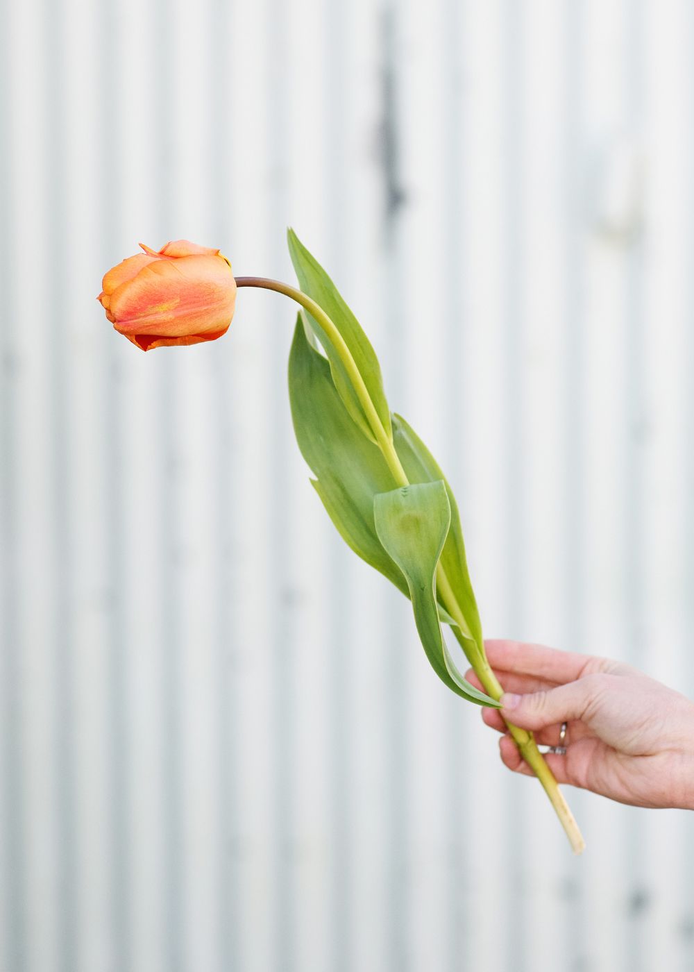 Pre-Cooled Monarch Parrot Tulip Bulbs - Menagerie Farm &amp; Flower