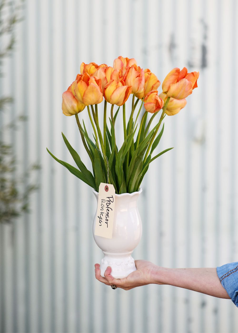 Pre-Cooled Professor Rontgen Tulip Bulbs - Menagerie Farm & Flower