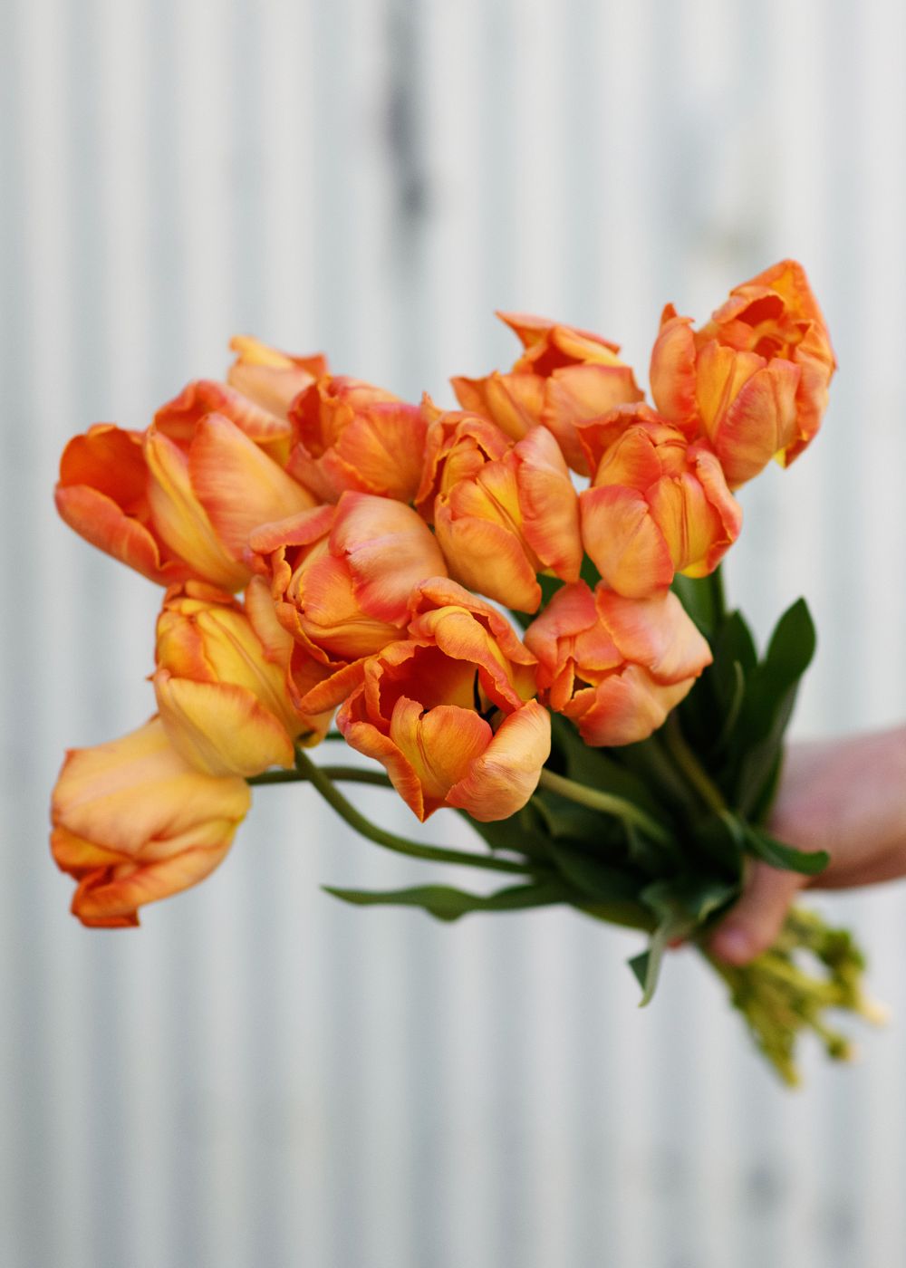 Pre-Cooled Professor Rontgen Tulip Bulbs - Menagerie Farm &amp; Flower