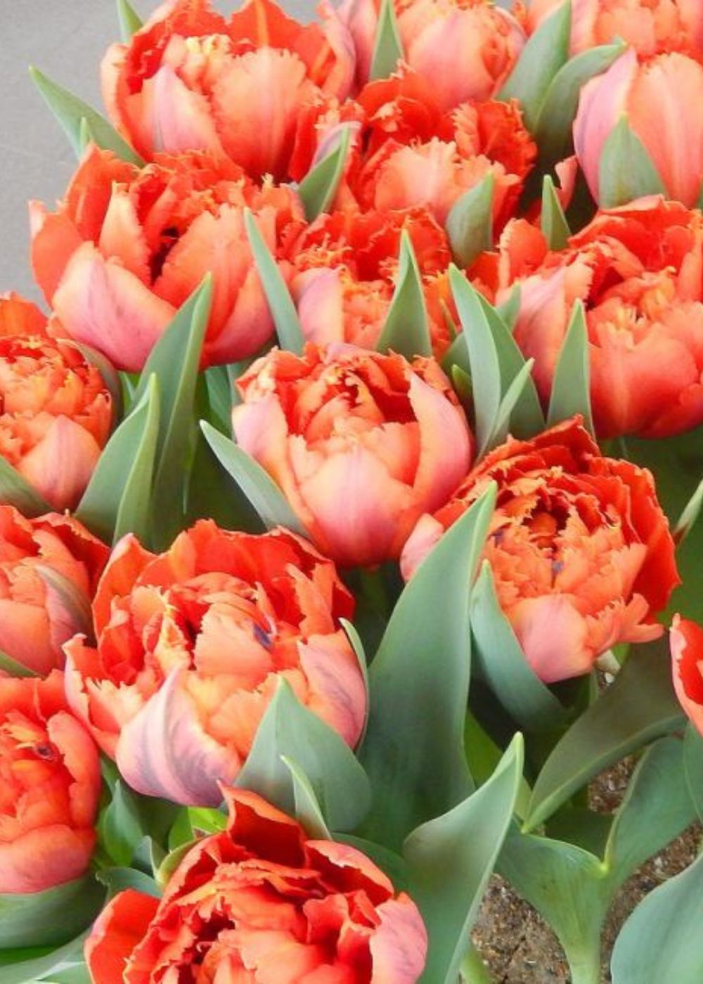 Pre-Cooled Royal Centennial Tulip Bulbs - Menagerie Farm &amp; Flower