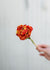 Sensual Touch Tulip Bulbs - Menagerie Farm & Flower