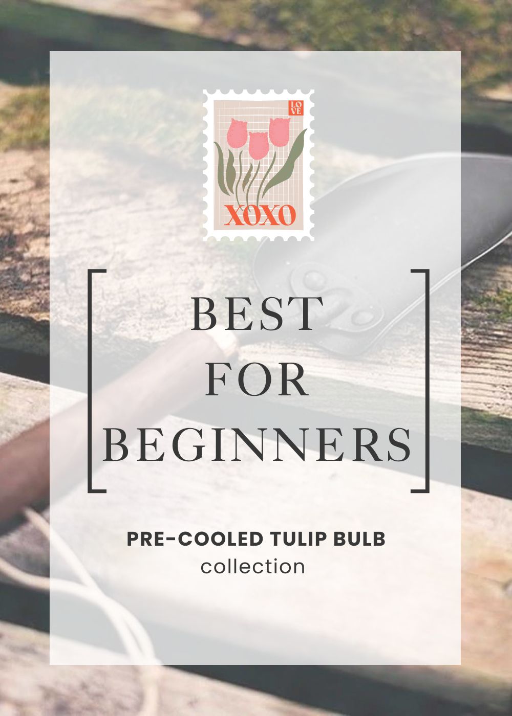 Pre-Cooled Tulip Bulbs Beginner's Collection - Menagerie Farm & Flower