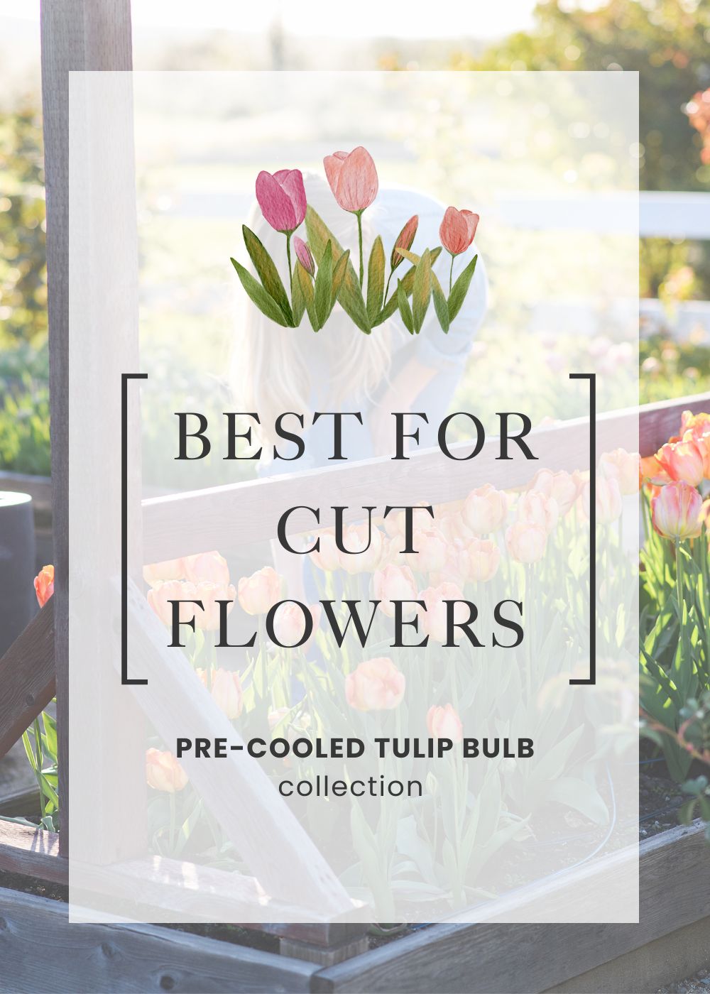 Pre-Cooled Tulip Bulbs Cut Flower Collection - Menagerie Farm &amp; Flower
