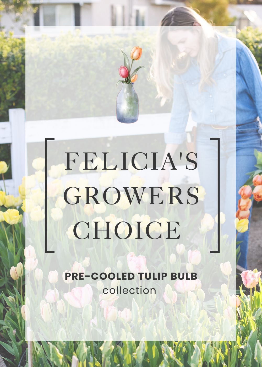 Pre-Cooled Tulip Bulbs Felicia&#39;s Grower&#39;s Choice Collection - Menagerie Farm &amp; Flower