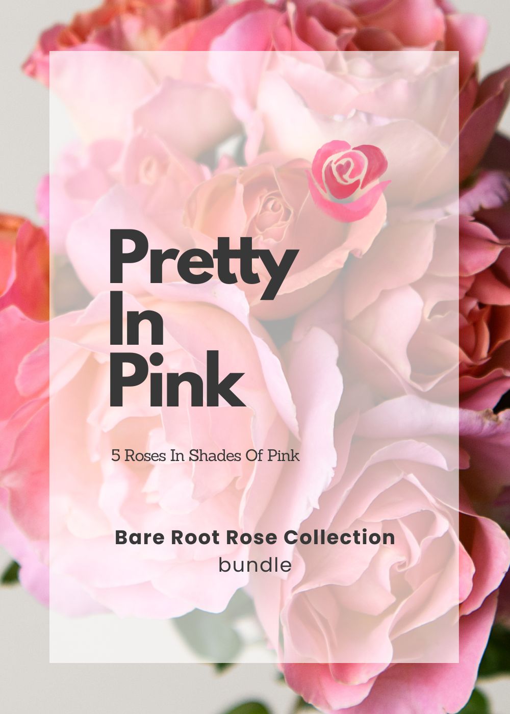 Pretty In Pink Bare Root Rose Collection - Menagerie Farm &amp; Flower