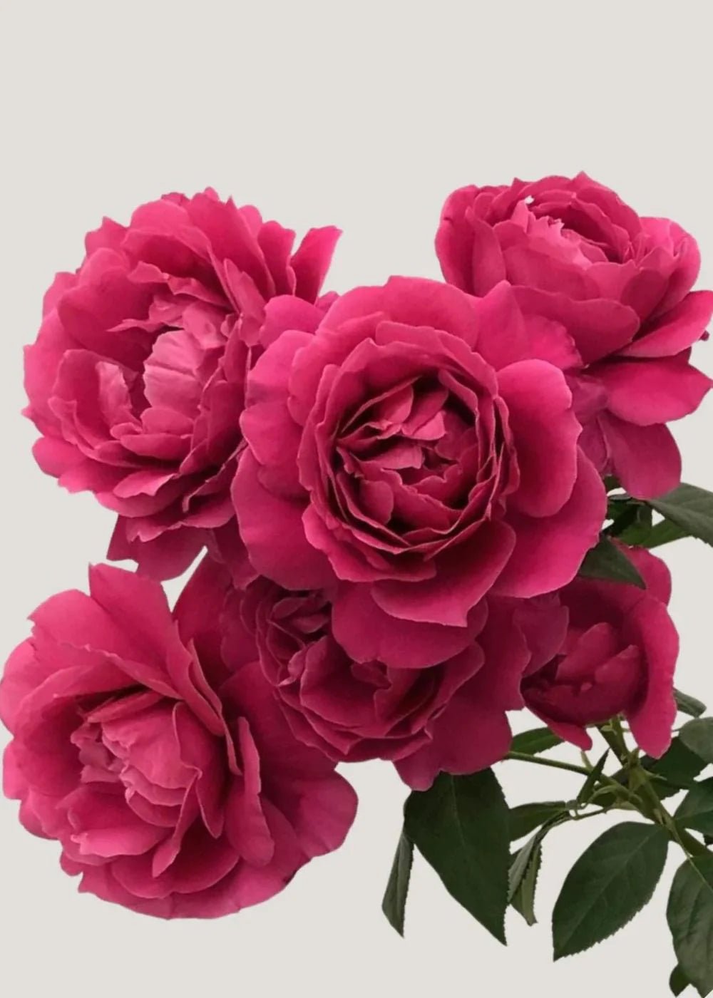 Pretty Lady Rose™ Potted - Menagerie Farm & Flower