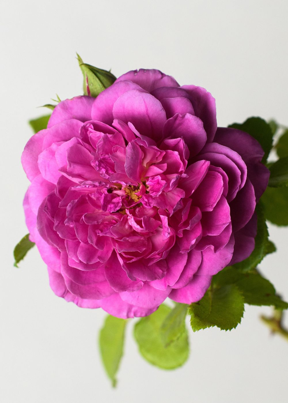 Princess Anne™ Potted Tree Rose - Menagerie Farm & Flower