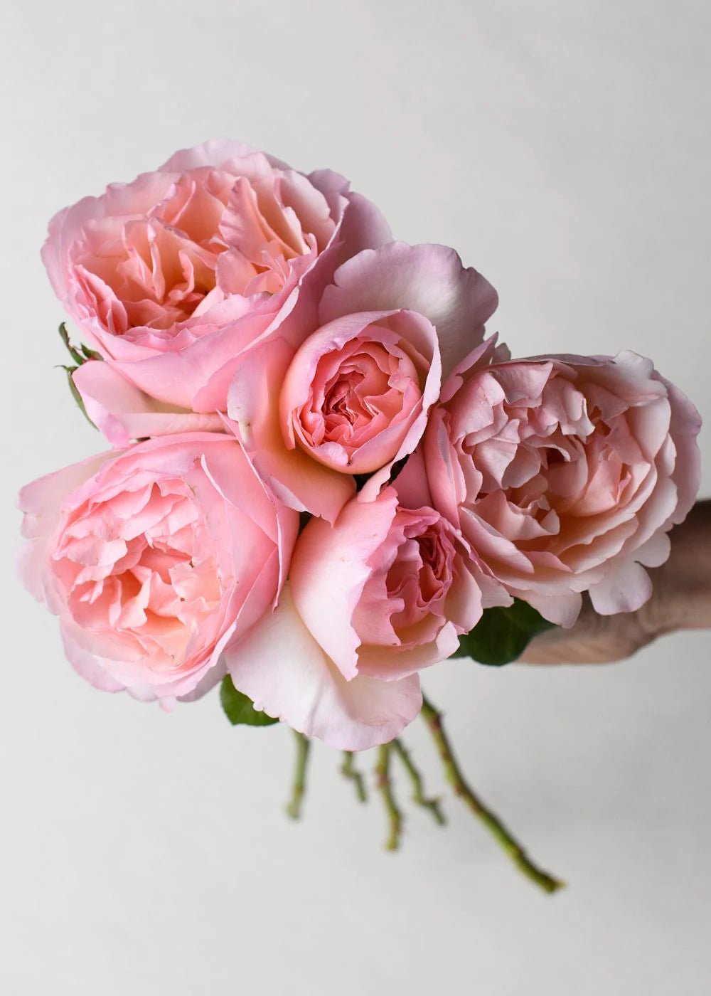 Princesse Charlene de Monaco® Bare Root Rose Cooler Cleanout Bundle of 5 Roses - Menagerie Farm & Flower