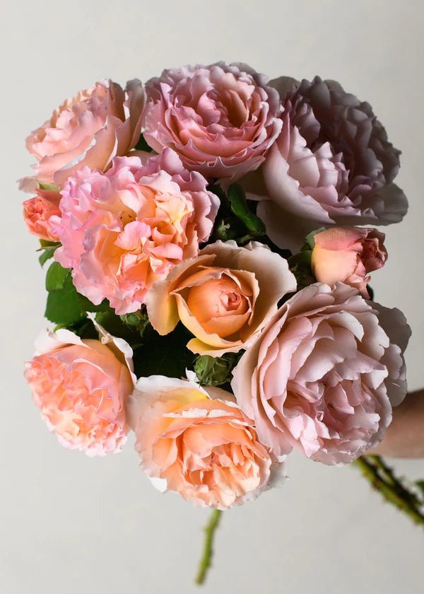 Princesse Charlene de Monaco® Bare Root Rose Cooler Cleanout Bundle of 5 Roses - Menagerie Farm &amp; Flower