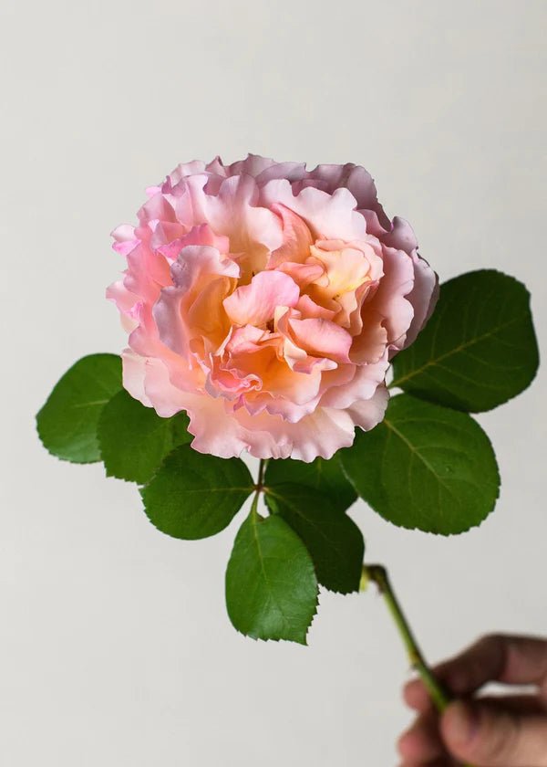 Princesse Charlene de Monaco® Bare Root Rose Cooler Cleanout Bundle of 5 Roses - Menagerie Farm &amp; Flower