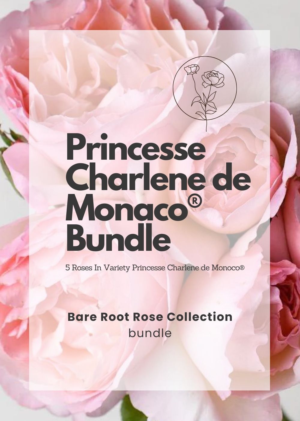 Princesse Charlene de Monaco® Bare Root Rose Cooler Cleanout Bundle of 5 Roses - Menagerie Farm & Flower