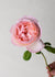 Princesse Charlene de Monaco® Rose Bare Root - Menagerie Farm & Flower