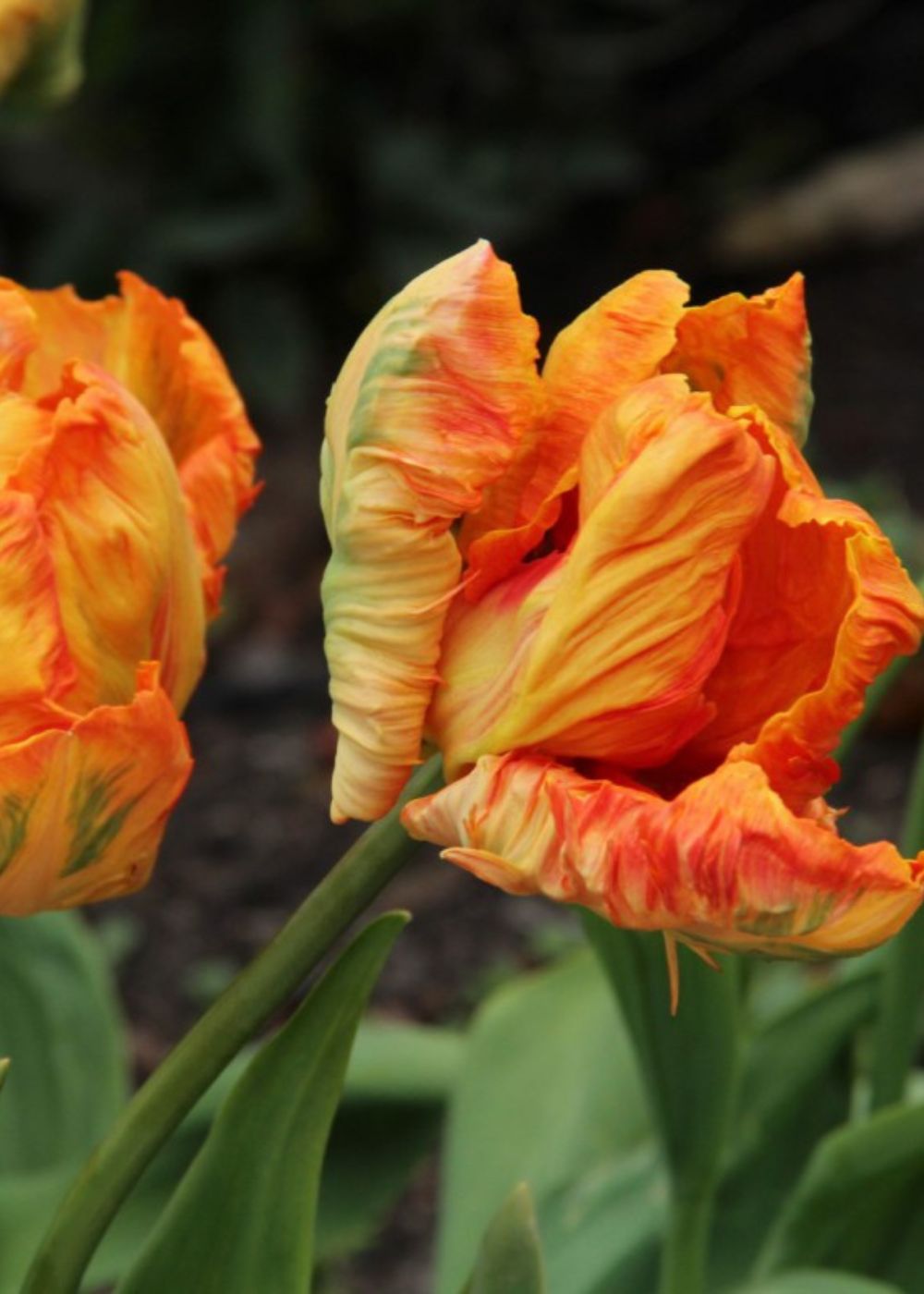Professor Rontgen Tulip Bulbs - Menagerie Farm &amp; Flower