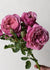 Queen of Elegance™ Potted Tree Rose - Menagerie Farm & Flower