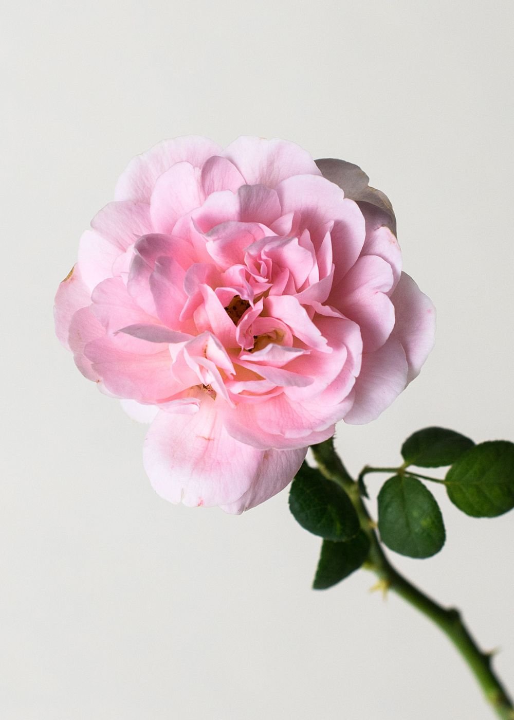 Queen Of Sweden Bare Root Rose (Archived) - Menagerie Farm &amp; Flower