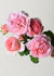 Queen Of Sweden Bare Root Rose (Archived) - Menagerie Farm & Flower
