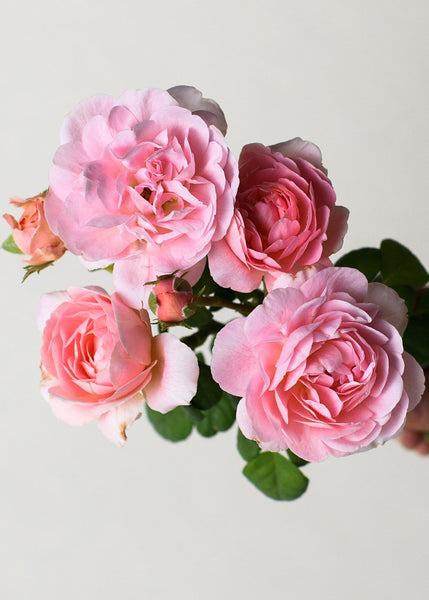 Queen Of Sweden David Austin Potted Rose - Menagerie Farm & Flower