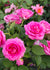 Raspberry Cupcake™ Rose Bare Root ⭐️New For 2023⭐️ - Menagerie Farm & Flower