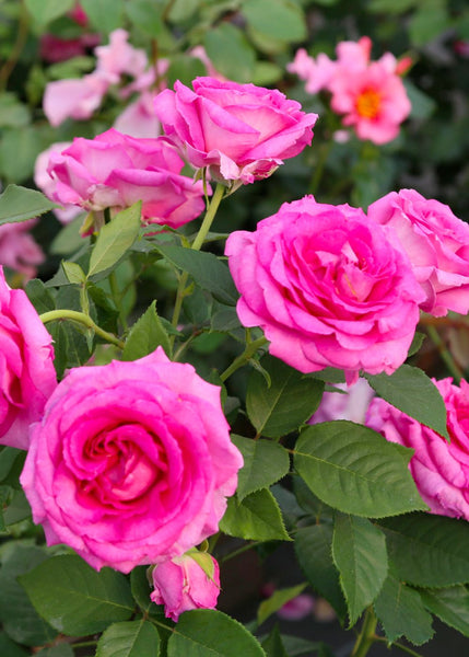 Raspberry Cupcake™ Potted Rose - Menagerie Farm & Flower