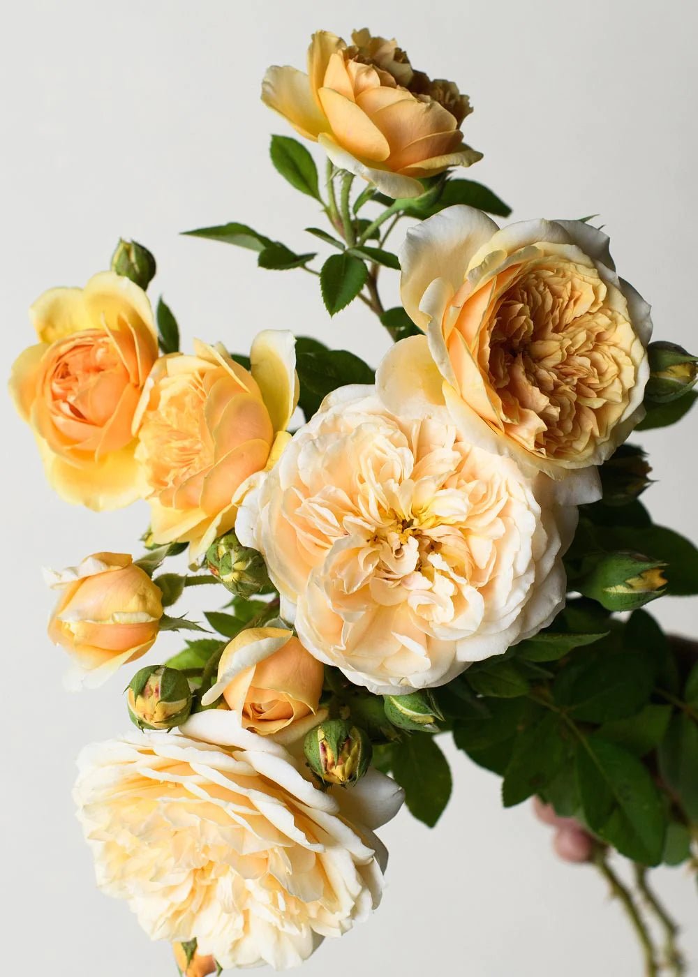 Ray Of Sunshine Bare Root Rose Collection - Menagerie Farm &amp; Flower